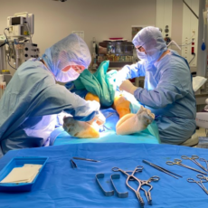 illustration 104 ans : un prélèvement exceptionnel réalisé au CHIV, une première en France !